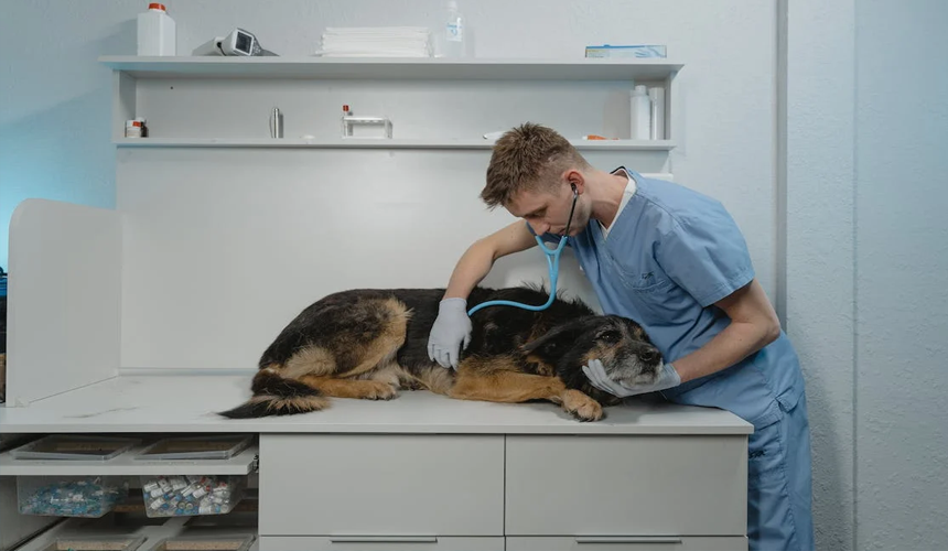 Tinerii medici veterinari vor beneficia de compensații și o indemnizație unică în valoare de 175 500 de lei