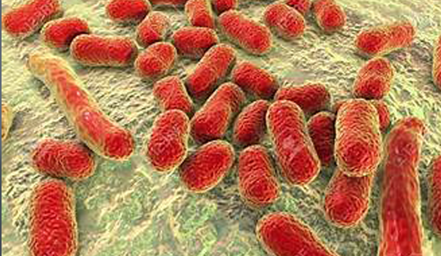 A fost inventat un antibiotic nou care poate distruge superbacteria Acinetobacter