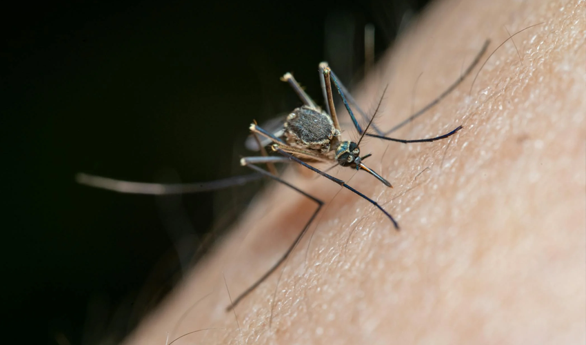 Specialiștii atenționează: „Sunt tot mai multe cazuri de febră dengue şi de boli cauzate de ţânţari în Europa”