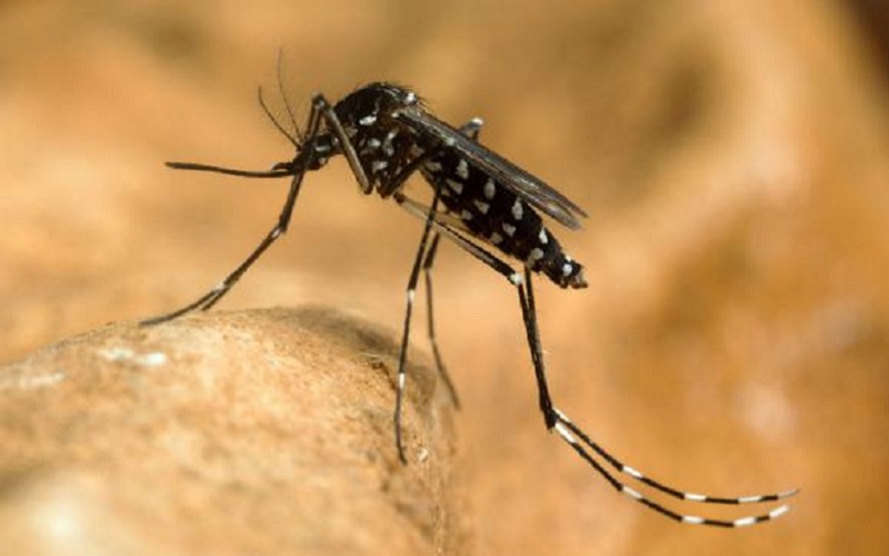 Virusul West Nile face tot mai multe victime peste Prut: șase morți în trei luni