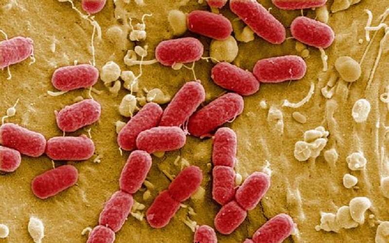 O nouă infecție, rezistentă la medicamente, pune în alertă lumea întreagă