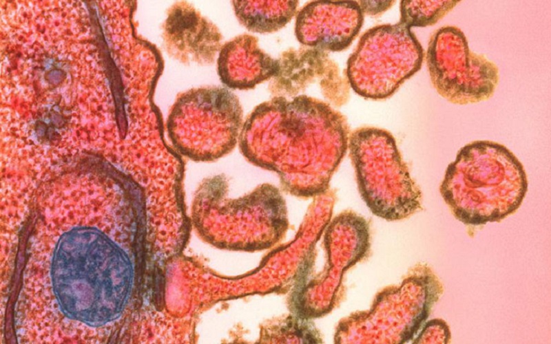 De ce rujeola nu e o boală inocentă: virusul șterge memoria sistemului imunitar