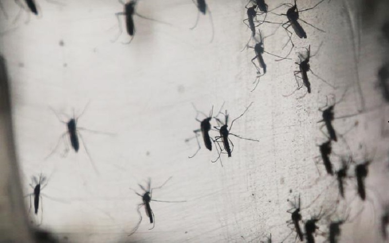 România se confruntă cu o invazie de țânțari. Ce pericol ne paște și pe noi