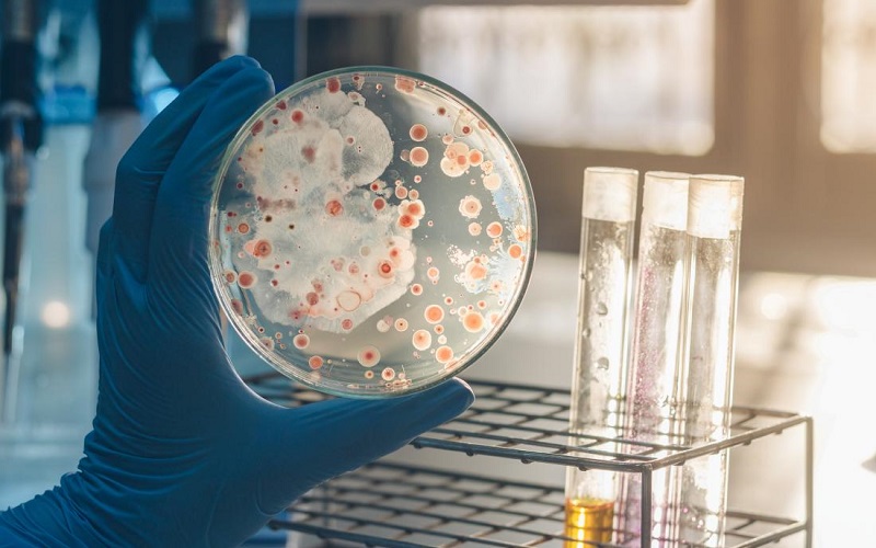 Mecanismul inteligent prin care bacteriile reușesc să supraviețuiască antibioticelor