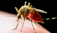 Alertă sanitară: Riscul bolilor transmise de țânțari se intensifică în Europa