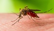 În Republica Moldova a fost înregistrat primul caz de infecție cu virusul West Nile din ultimii 5 ani